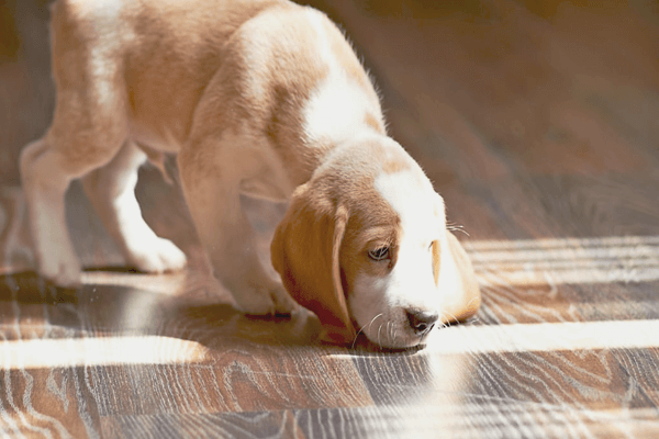 How to Clean Dog Drool Stains From Waxed Hardwood Floors